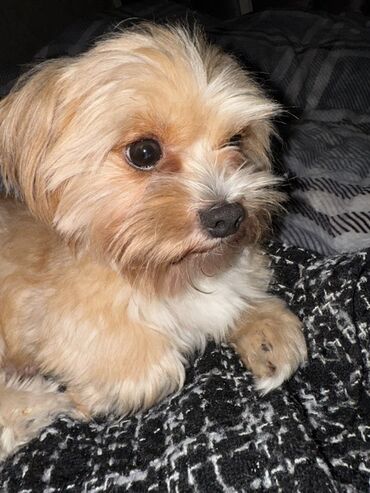 İtlər: Malta bolonka, 2 il, Erkek, Cütləşmə üçün — 2