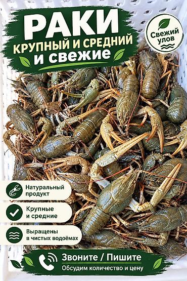 австралийский рак: 🦞 В продаже живые, свежевыловленные раки! За заказом — в личные — 1