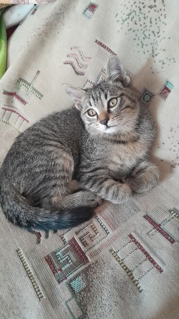 отдам котёнка в добрые руки: Отдам даром красивого милого котенка 3 месяца, мальчик, в добрые руки