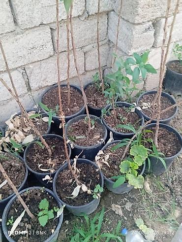 gence qab: Ekalipt (Eucalyptus) fidanları – qablarda - Bitki: Eucalyptus spp — 2