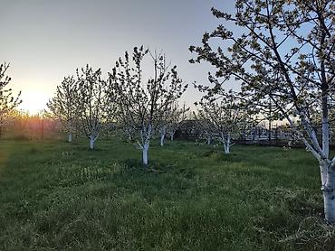 xirdalanda kiraye evleri: 7 sot, Tikinti, Mülkiyyətçi, Kupça (Çıxarış) — 8