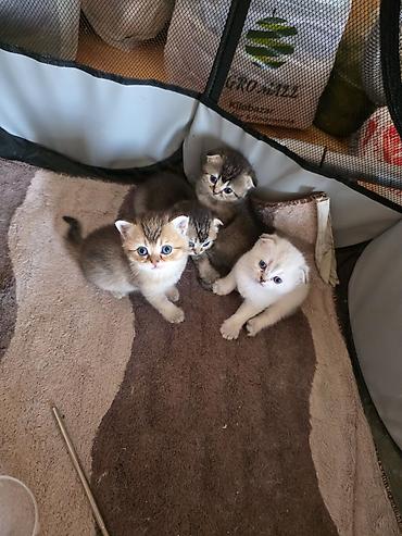 Pişiklər: Şirin pişik balaları - Cins: Scottish Fold/Scottish Straight tipli — 3