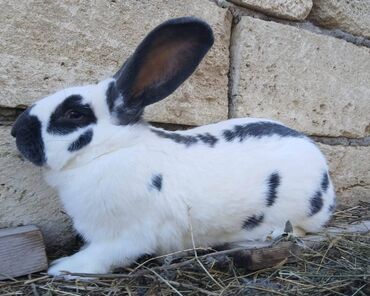 Dovşanlar: ALMAN PYOSTER və RİZEN CİNS DOVŞANLAR SATILIR. Pyoster-Xallı erkəy 6 — 4