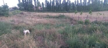 Anbar və emalatxanalar: Ünvan: Qusar şəhəri Ləyər kəndi (ləzgi ləyər) 1hk 68 sot bağ yeri — 17