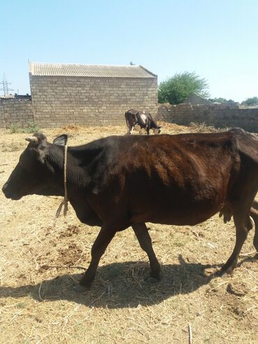 simmental ineklerin satisi: Salam bu inək 4 lt süd verir saglamdır