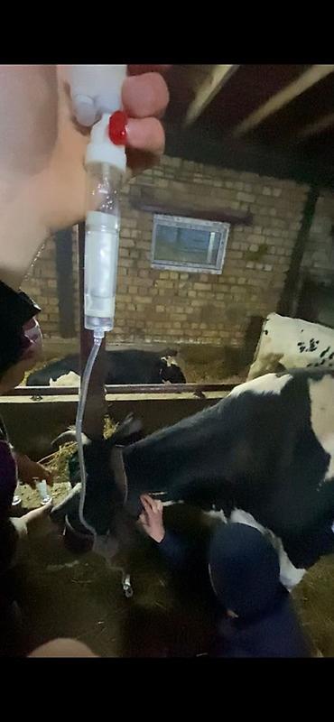 Услуги ветеринара: 🐄 VetProKg ✔️ Тажрыйбалуу адис ✔️ Чакыруу менен чыгуу ✔️ at lalafo.kg — 7 Услуги ветеринара: 🐄 VetProKg ✔️ Тажрыйбалуу адис ✔️ Чакыруу менен чыгуу ✔️ — 7