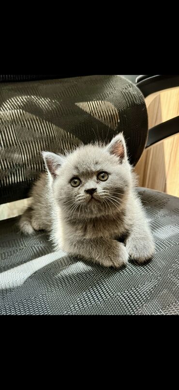 кот лысый: Здравствуйте,продаются классные котята Котятам 2 месяца
