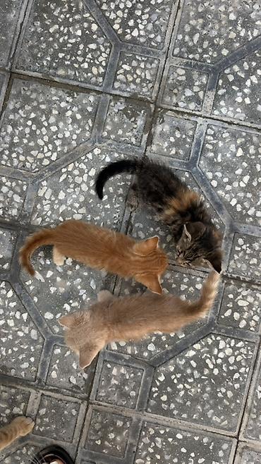 sarı pişik: Yaxşı əllərə — 4