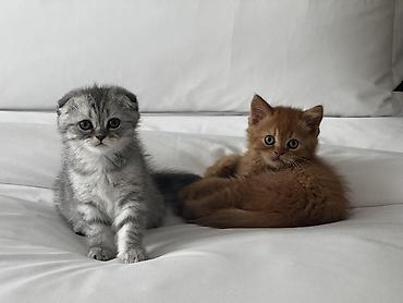 Pişiklər: Britan — 13