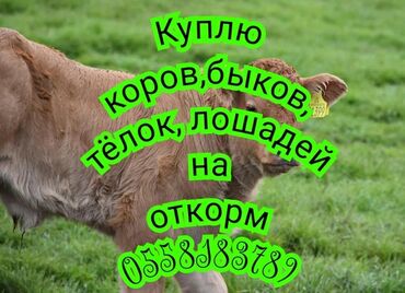 продаю кукуруз: Куплю | Коровы, быки, Лошади, кони | Круглосуточно, Самовывоз, На откорм