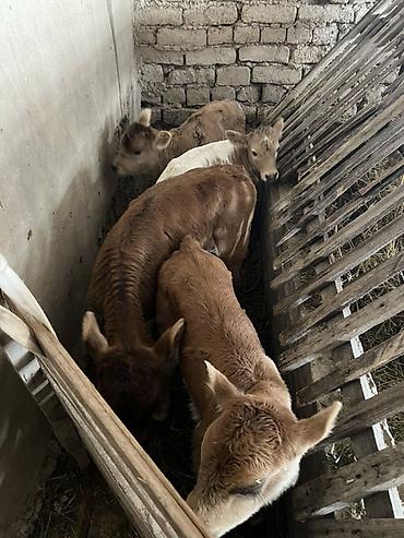 Коровы, быки: Продаю | Корова (самка) | Для молока | Привязанные — 9