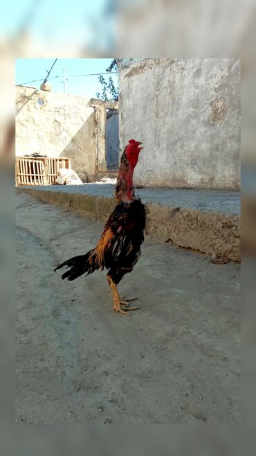 toyuq barter: Təmiz Shamo cinsi (1 Yaş 3 aylıq ) Bir gözü kordu .3 döyüşü olub