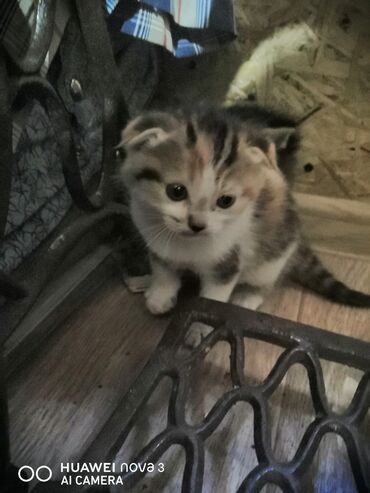 показы 1 354 72 договорная кошка даром британская короткошёрстная 1 год мальчик метис 2 позвонить написать: Скотиш Фолд (Шотландская вислоухая), 1 месяц, Девочка, Биколор, Приучена к лотку
