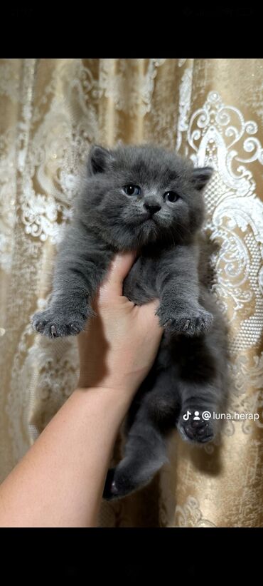 Шотладская вислоухая, Самец