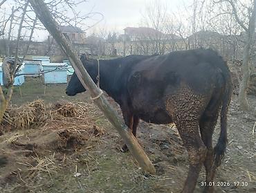 Inəklər, öküzlər: Qara dügə 8 aylıq boğazdır sakit heyvandi Qiymət 2100 Sarı dişi dana — 5