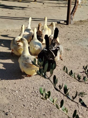 Digər quşlar: Sadəcə ağlar ördəkkər satılır 6 aylıqdır — 9
