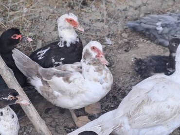 Ördəklər: Salam lal ördəklər satılır iri heyvanlardı fərələr 23 azn xoruzlar 34 — 6