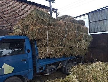 кобыла бээ: Сено в тюках 1й кос 

- Тюковое сено из луговых трав, спрессованное — 1