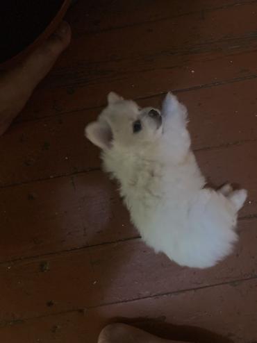 it satişi: Pekines, 2 ay, Erkək — 3