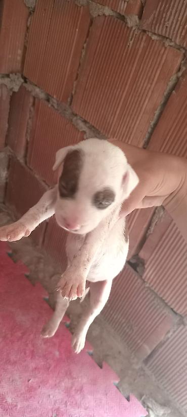 İtlər: Pitbul, Peyvəndli — 9
