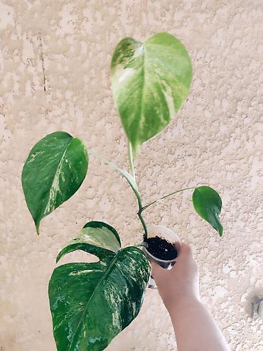 Монстеры: Монстера Альба Монстера Тайское Созвездие, черенки и взрослые цены — 30