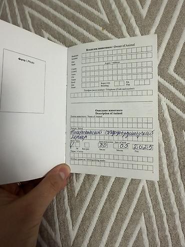 помощь животным: Амстафф, 1 год, Самка, С прививкой — 4