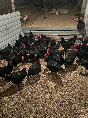 en ucuz uce: Toyuq, Australorp, Ətlik, Pulsuz çatdırılma — 2
