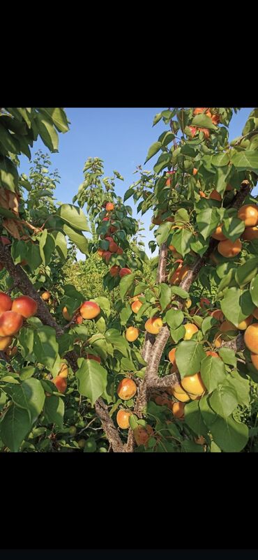 Tinglər: 🌿 SAQİ TİNGÇİLİK: Bağınıza Həyat Verin! 🌿 Tərtər keyfiyyəti bütün -da lalafo.az — 10 Tinglər: 🌿 SAQİ TİNGÇİLİK: Bağınıza Həyat Verin! 🌿 Tərtər keyfiyyəti bütün — 10