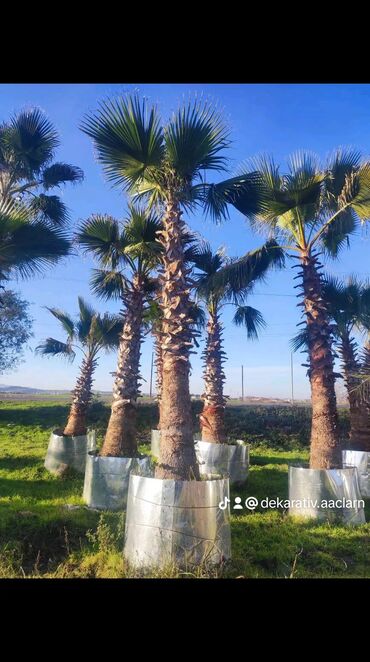 Şitillər: Dekarativ agaclarin satisi — 17