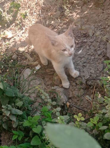 коты бенгальские: Вот такие два котенка живут в огороде. Мальчики, 3 месяца. Может среди