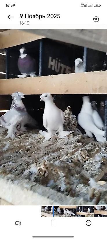 Птицы: Племенных голубей старопородный — 7