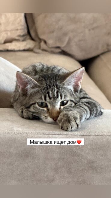 котенок в добрые руки: Кошка даром: Беспородная, 4 месяца, Девочка, Приучена к лотку, Проглистована