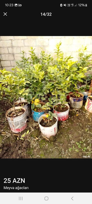 Tinglər: Müxtəlif dekorativ və meyvə ağaclarının tingləri. • Xurma-narıngi — 10