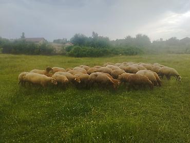 qoyun satisi 2024: Mal-qaranın satışı: Qoyun sürüsü - Təsvir: Şəkillərdəki böyük sürü — 1