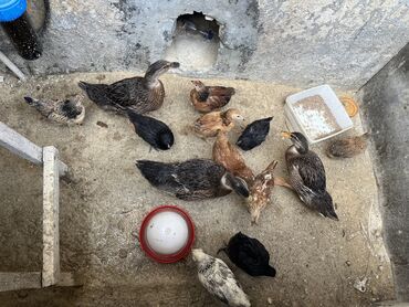 Digər quşlar: 3ədəd ördək 10 ədəd çolpa kəntdən gəlmə, tam sağlam heyvanlardı toplam