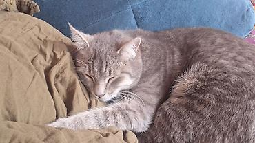 отдам кошку: Кошка даром: Беспородная, Мальчик — 2
