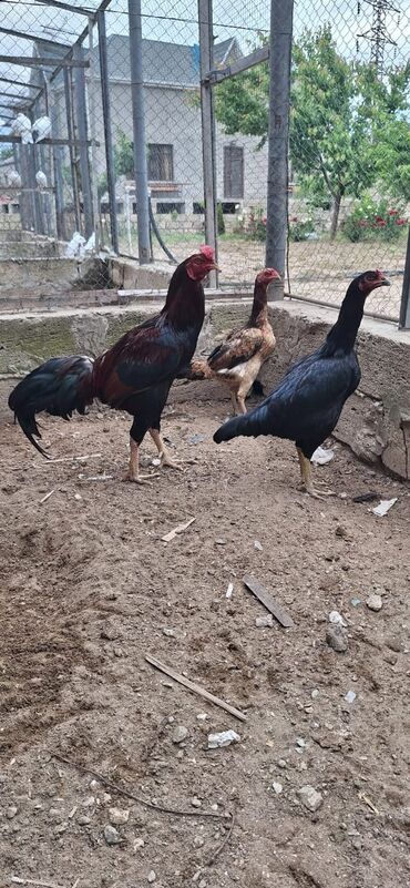 Xoruzlar: Xoruz, Heyratı, il: 1, Ünvandan götürmə, Pulsuz çatdırılma, Ödənişli çatdırılma