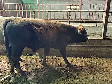 арабский жеребец: Продаю | Бык (самец) | На откорм — 4