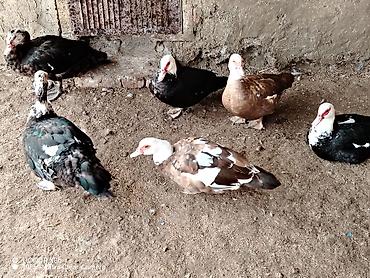 cöl ördəyi: Salam, hər vaxtınız xeyirli olsun! 🦆 LAL ÖRDƏKLƏR SATILIR! 🦆 📍 — 1