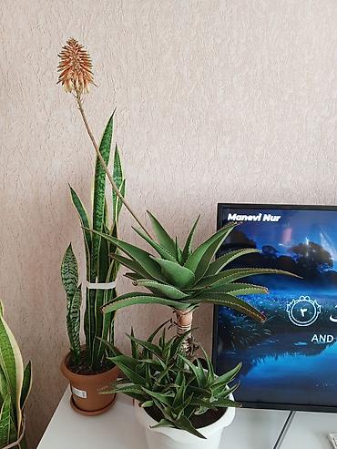 ana ureyi: Aloe və Sansevieria (Qayın dili) otaq bitkiləri – bir yerdə - Aloe — 3
