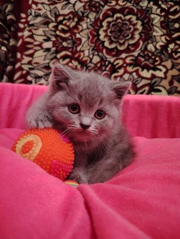 Pişiklər: Britan, Dişi, Yaxşı əllərə, Pulsuz çatdırılma — 8