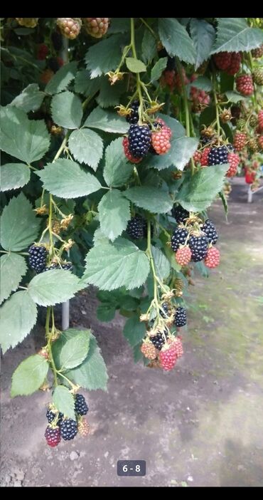 Фрукты и ягоды: Саженцы Ежемалины!!! " Сорт ТорнФри " Без шипов и колючек .Этот сорт — 10