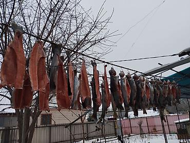 рыбные хозяйства: Салам алейкум всем продаю форель холодного натурального копчения на — 4