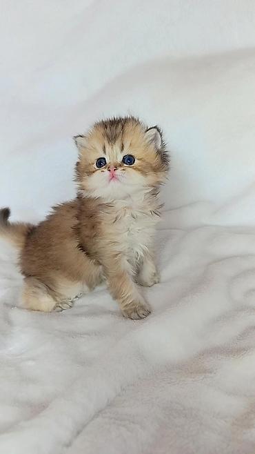 кошка шатланская: Скотиш Страйт (Шотландская прямоухая), 1 месяц, Мальчик, Золотая шиншилла — 2