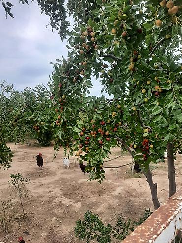 limon ağaçı: İydə və innab tingləri .Ünvan Bilgəh.Razılaşma yolu ilə.Ağacların — 5