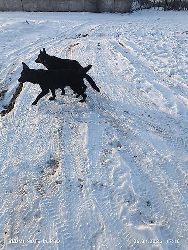 Продажа собак: Черные собаки среднего размера (2 особи). Крепкое телосложение — 1