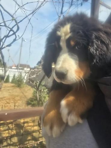 Psi: Bernski planinski pas štenci Na prodaju štenci BERNSKOG PLANINSKOG PSA — 8