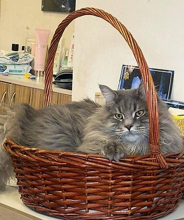 черный мейн кун: Мейн-кун, 2 года, Мальчик, Серый, Приучена к лотку — 8