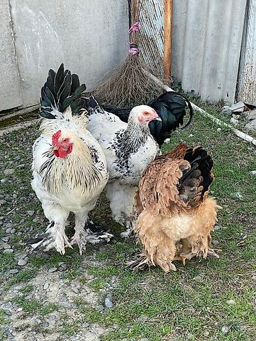 Toyuqlar: Toyuq, Brama, Damazlıq -da lalafo.az — 5 Toyuqlar: Toyuq, Brama, Damazlıq — 5