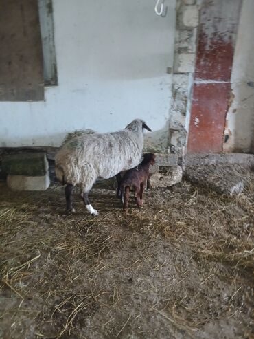 Qoyunlar, qoçlar: Ana bala 380man 3cu qarlndl dogur. bașqa bogaz heyvanlarlmda — 11
